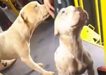 Vídeo mostra cachorro passeando dentro de ônibus em Mogi das Cruzes